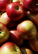 Harvest Apples